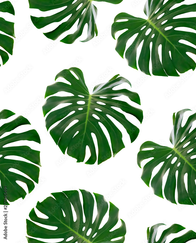 Seamless pattern with green leaves of a tropical plant Monstera deliciosa isolated on white background. Object for design