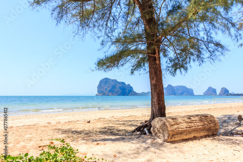 Tree and log on Rajamangala beach © Kevin Hellon