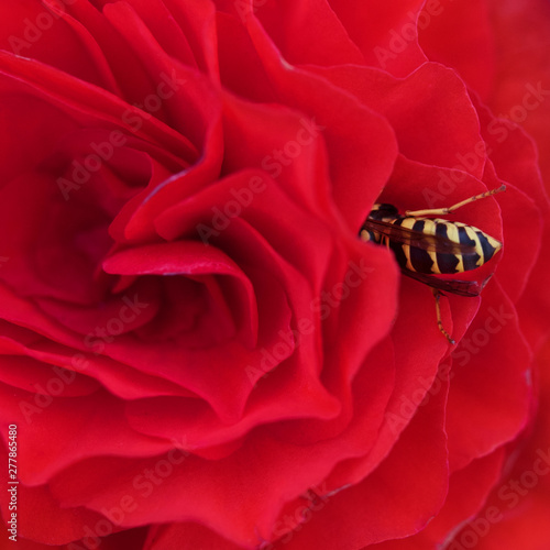 Biene bee blume flower begonie rose rot red photo