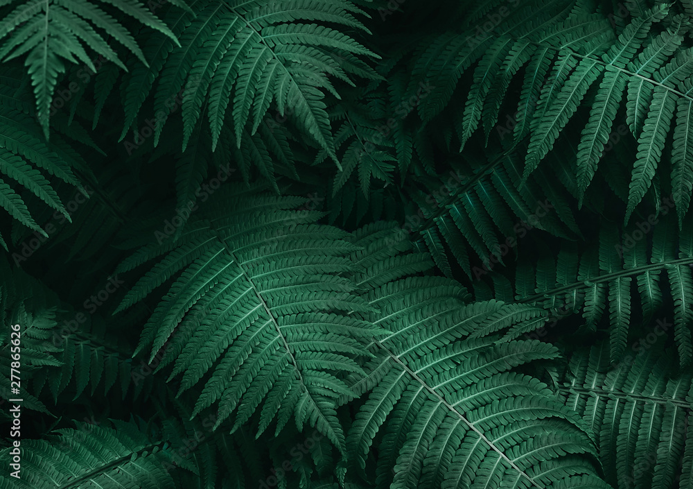 Perfect natural young fern leaves pattern background. Dark and moody feel. Top view. Copy space. - obrazy, fototapety, plakaty 