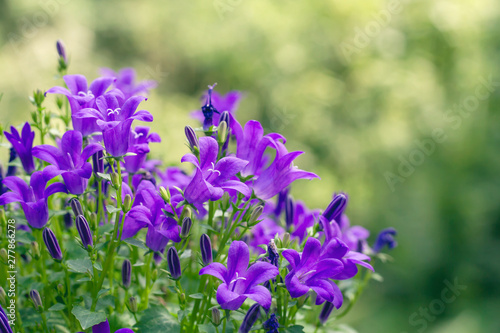 Detail of campanula purple flowers