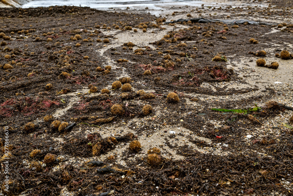 Valencia, Spain: 04.29.2019; The ball of seaweed on the beach Valencia, Spain: 04.29.2019; The ball of seaweed on the beach