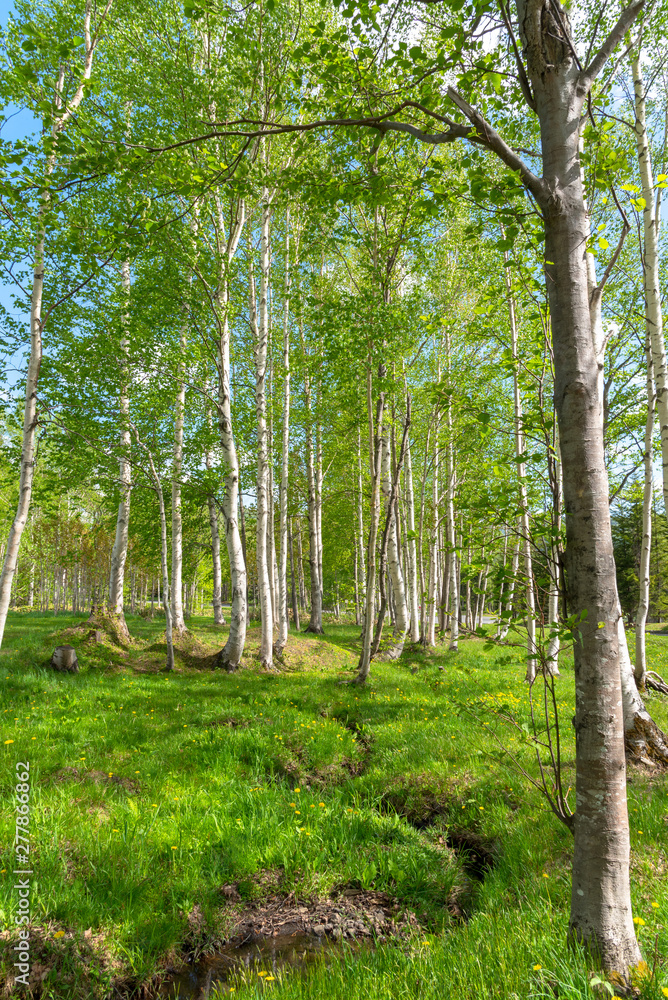 Obraz premium Beautiful forest scenery view, blue sky on background. Nature landscape in sunny day summer time