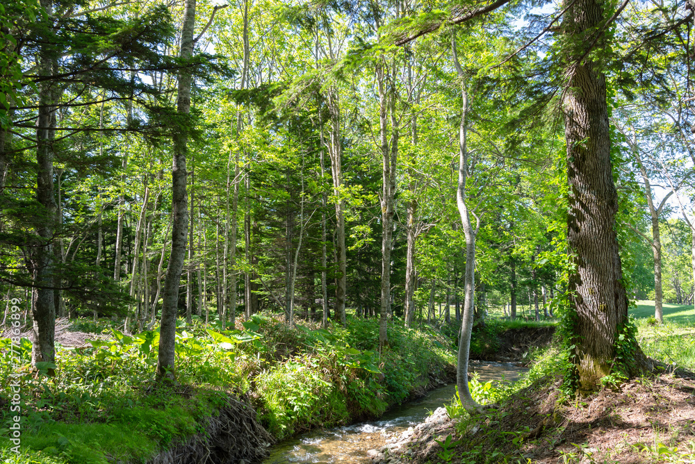 Fototapeta premium Beautiful forest scenery view, blue sky on background. Nature landscape in sunny day summer time