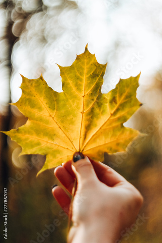One gold leaf in a hand close up in the fall. autumn background  soft focus