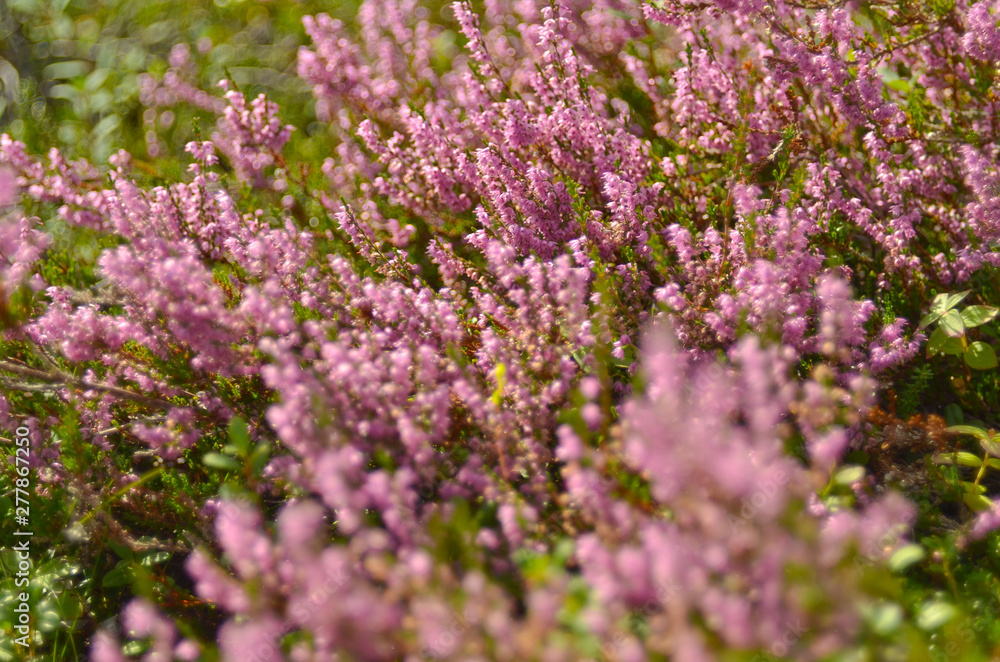Bunch of purple scotch heather Calluna vulgaris, erica, ling bush also called Ling plant on moorland. Heather flowers Pink Calluna vulgaris, soft green field, selective focus photo.