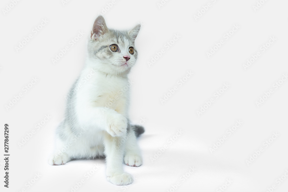 Dicut of the Scottish Fold kittens are sitting on white background. Portrait of the kittens are sitting for look something. Dicut of the Scottish Fold kittens are sitting on white background. Portrait of the kittens are sitting for look something.
