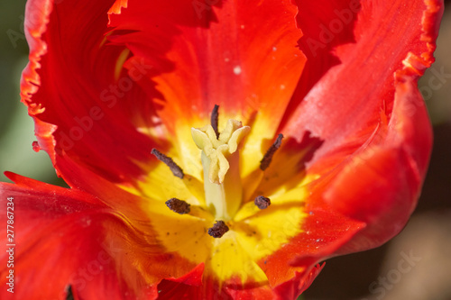 Extreme close up of beautiful red blooming tulip on green background. 