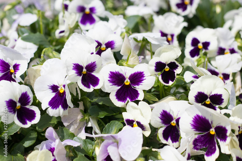 flower pansies. multicolored. flowerbed