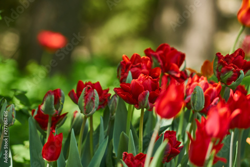 Colorful holiday or birthday background with tulip flowerbed of red color 