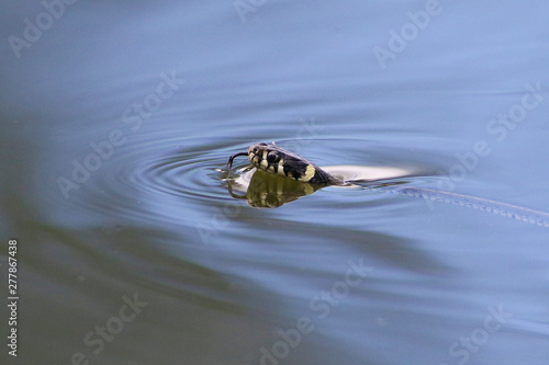 Fotografie Creepy grass snake swimming in the pond