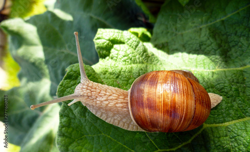 Snail gliding on the green leaf texture. Large white mollusk snail with light brown striped shell, crawling on burdock leaf. Helix pomatia, Burgundy snail, Roman snail, edible escargot.