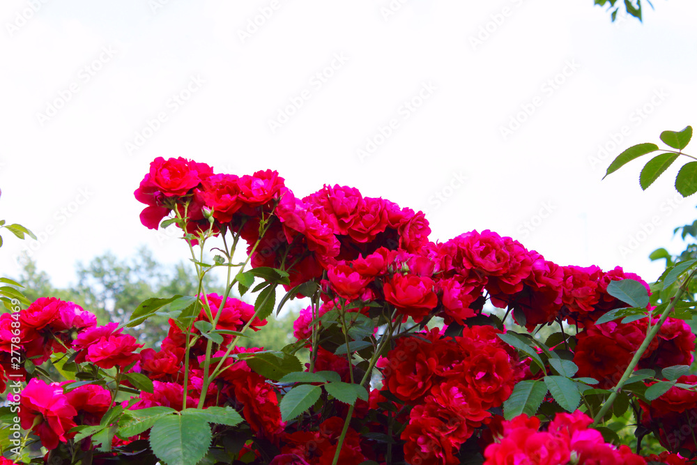 Blurred flowers background. Cropped shot of roses. Beautiful botanical beauty background.