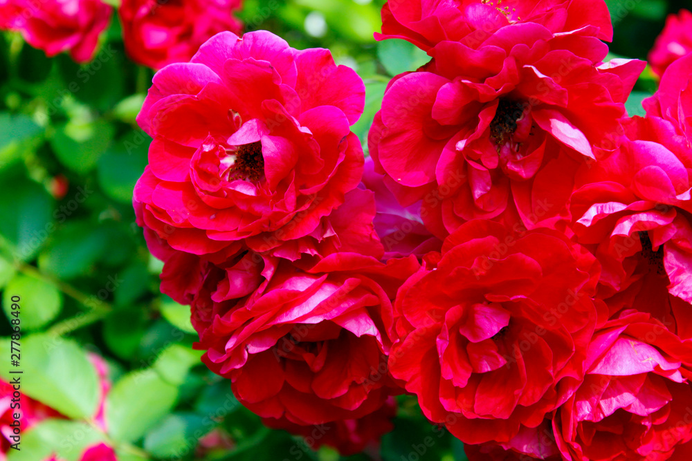 Blurred flowers background. Cropped shot of roses. Beautiful botanical beauty background.