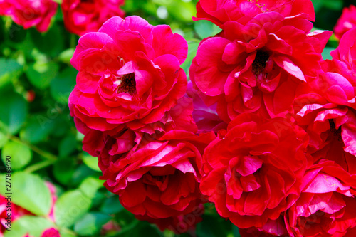 Blurred flowers background. Cropped shot of roses. Beautiful botanical beauty background. © diesel_80