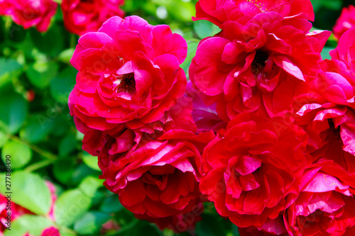 Blurred flowers background. Cropped shot of roses. Beautiful botanical beauty background.