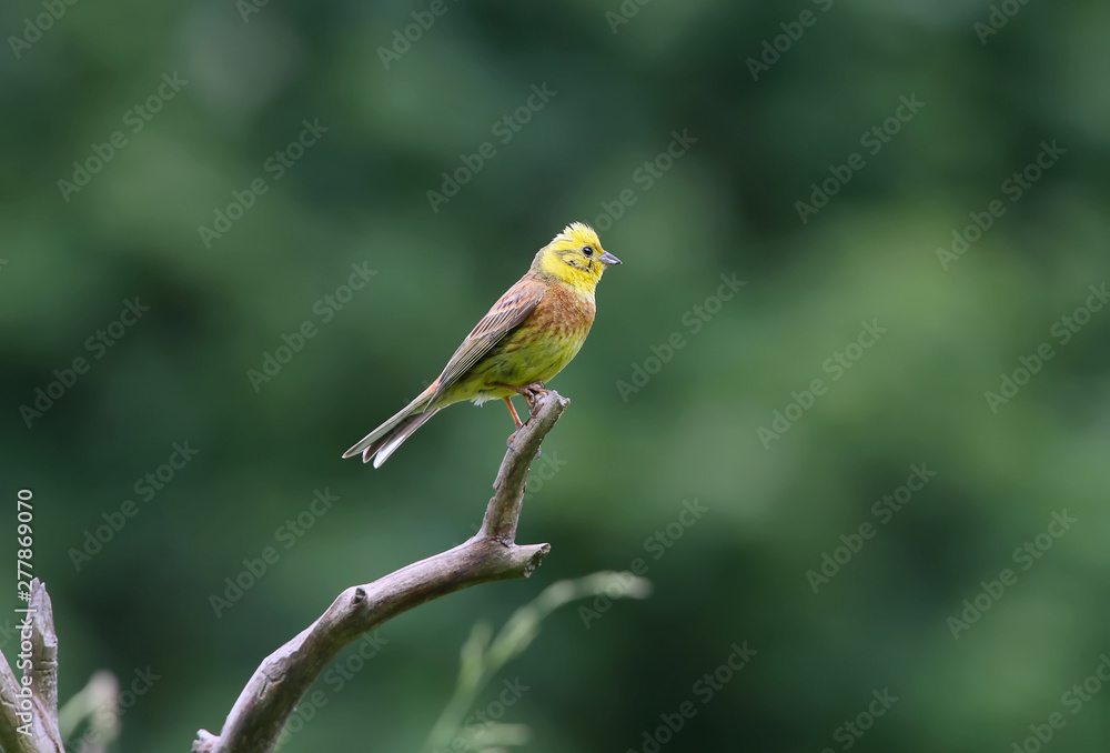 yellowhammer (Emberiza citrinella) close-up shot at different branches and logs from close range. Bright colors and detailed photos yellowhammer (Emberiza citrinella) close-up shot at different branches and logs from close range. Bright colors and detailed photos