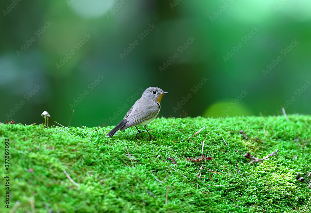 Male red-breasted flycatcher (Ficedula parva) poses on a moss-covered log of mushrooms. Unusual close-up and soft light photos in full color. Male red-breasted flycatcher (Ficedula parva) poses on a moss-covered log of mushrooms. Unusual close-up and soft light photos in full color.