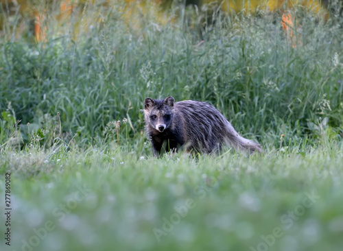 Close-up and detailed photos of The raccoon dog  Nyctereutes procenoides  are walking on the ground in search of food