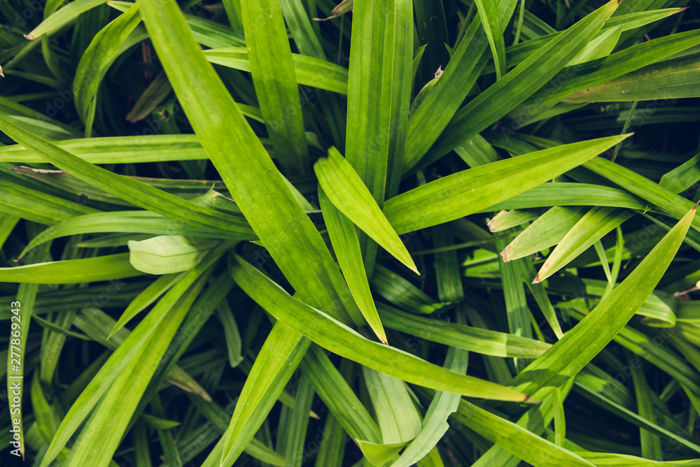 Pandanus plant for cooking and herbal medicine in Thailand Pandanus plant for cooking and herbal medicine in Thailand