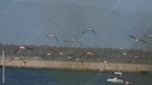 SLOW MOTION Flock of pink flamingos flying shot from behind