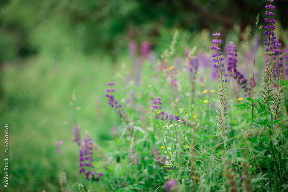 a large glade of summer flowers of lupins a large glade of summer flowers of lupins