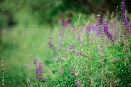 a large glade of summer flowers of lupins