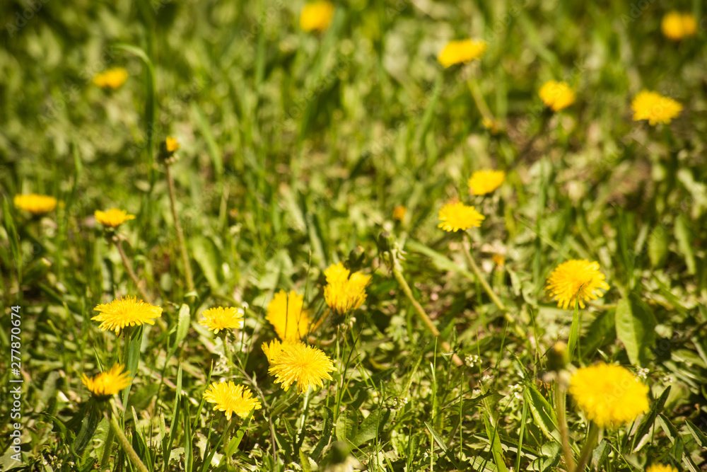 Yellow dandelion in the green field Yellow dandelion in the green field