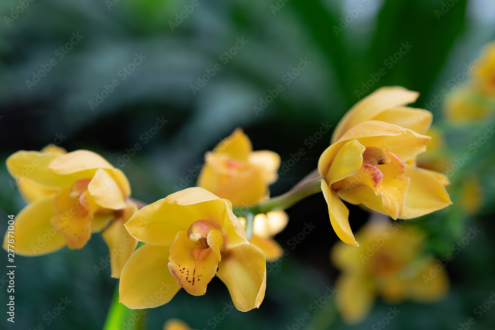 Orchid flower in garden at winter or spring day for postcard beauty and agriculture idea concept design. Phalaenopsis orchid. Orchid flower in garden at winter or spring day for postcard beauty and agriculture idea concept design. Phalaenopsis orchid.