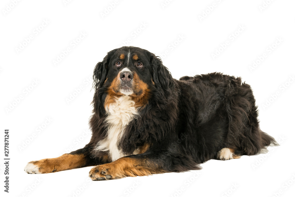Berner Sennen Mountain dog lying looking up isolated on a white background Berner Sennen Mountain dog lying looking up isolated on a white background