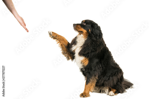 Berner Sennen Mountain dog sitting giving paw isolated on a white background photo