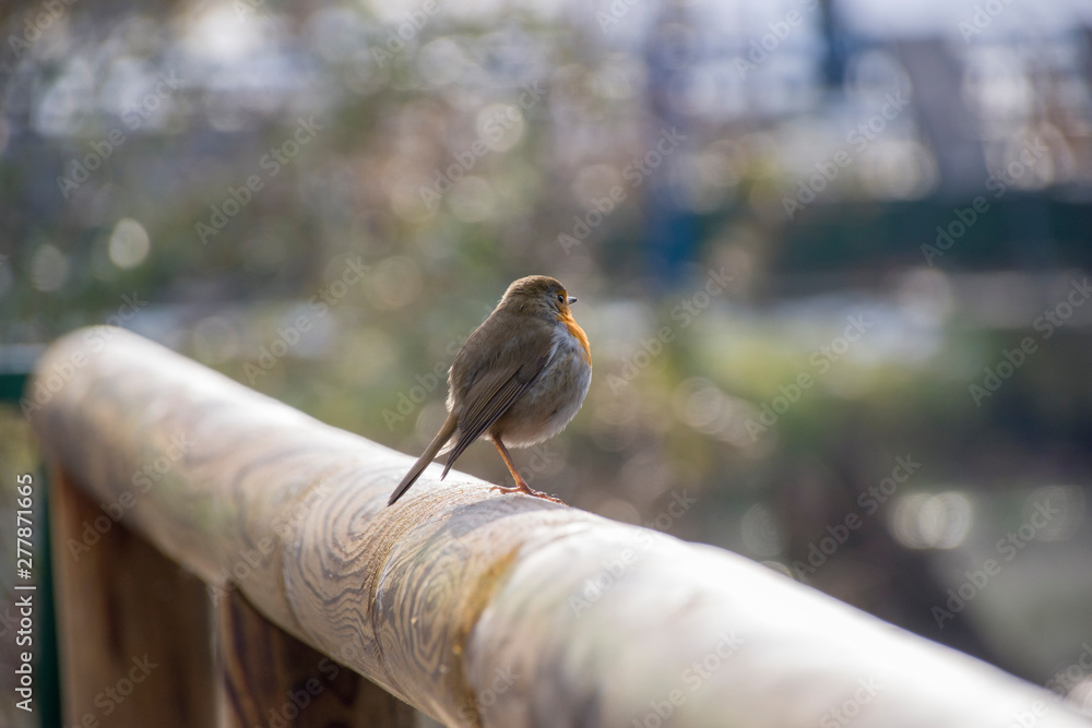 Fototapeta premium european robin sitting in wooden chandelier