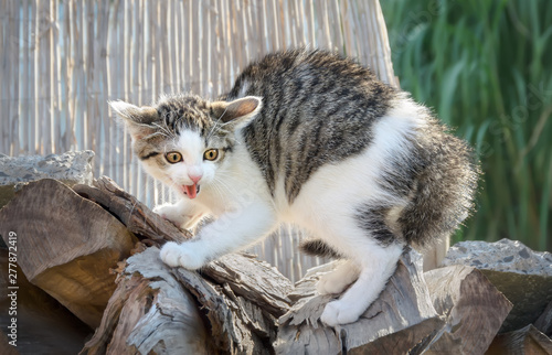 Photography A young scared kitten, European Shorthair, arches his back and hissing, the cat
