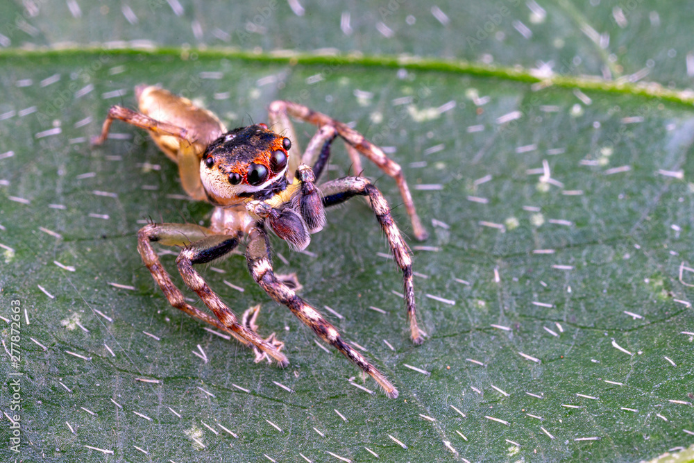Naklejka premium Opisthoncus sp. a colourful jumping spider found in tropical rainforest, Queensland, Australia