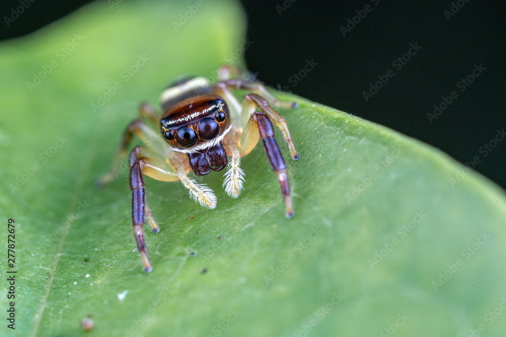 A female Opisthoncus sp. jumping spider - the Northern long-jawed jumper, hunting for prey on a leaf in tropical Queensland A female Opisthoncus sp. jumping spider - the Northern long-jawed jumper, hunting for prey on a leaf in tropical Queensland