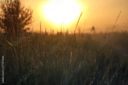 Landscape with a meadow of grass against the backdrop of a sunrise, bright orange sun, selective focus
