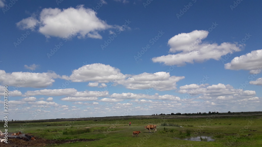 sky, clouds and cow