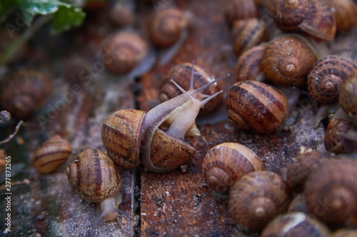 Helix Aspersa Muller, Maxima Snail, Organic Farming, Snail Farming, Edible snails on wooden snails boards. Production of Snails. Snail Farm. Mollusk snails with brown striped shell © Liudmila