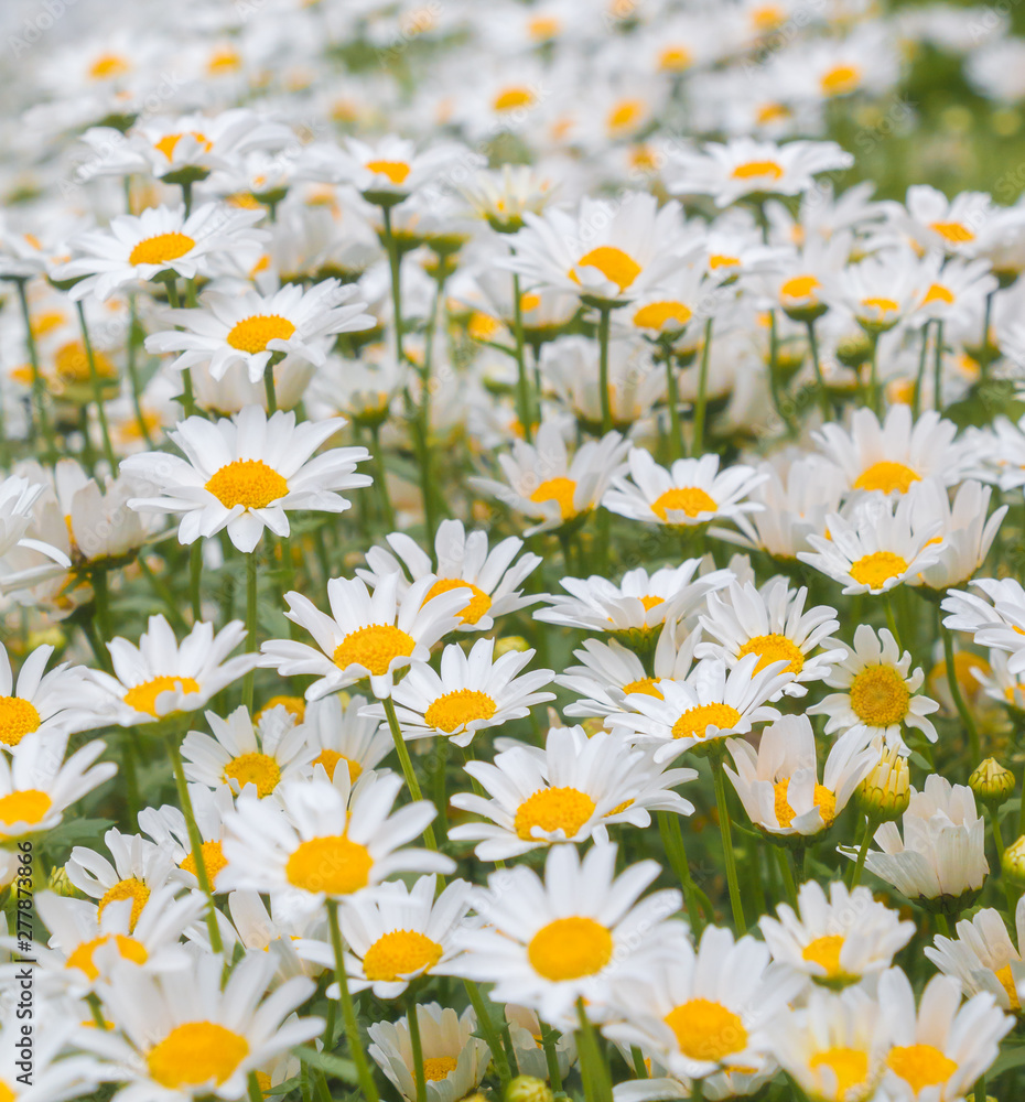 Group of Oxeye daisy flowers 
