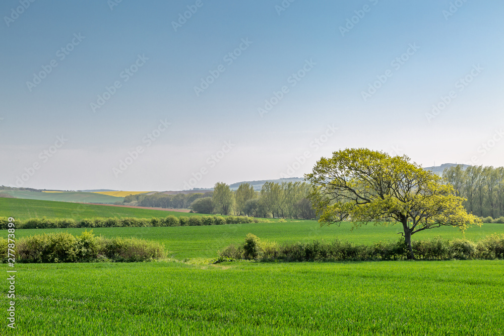 A landscape of green agricultural fields and trees on the Isle of Wight, on a sunny spring day A landscape of green agricultural fields and trees on the Isle of Wight, on a sunny spring day