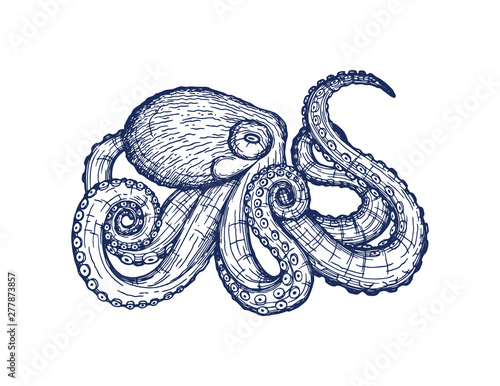 Vector card with an octopus on a white background. Beautiful design with animal print for t-shirt. Trendy poster for home decor. Vector hand drawing of a ballpoint pen isolated from the background.