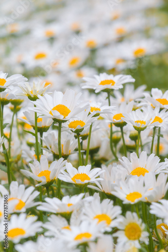 Group of Oxeye daisy flowers © Yanal