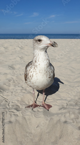 Möwe - Seagull - Portrait #277873873