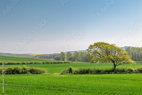A landscape of green agricultural fields and trees on the Isle of Wight, on a sunny spring day