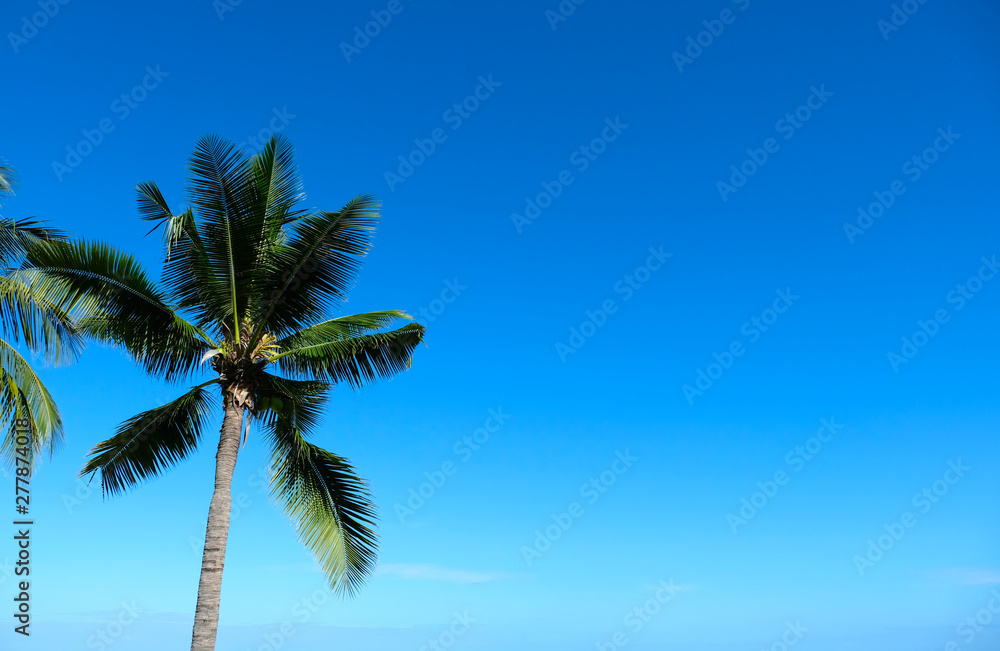 Low angle short of one coconut tree and leaves with clear blue sky background. Relaxing and enjoy summer beach holiday. Low angle short of one coconut tree and leaves with clear blue sky background. Relaxing and enjoy summer beach holiday.