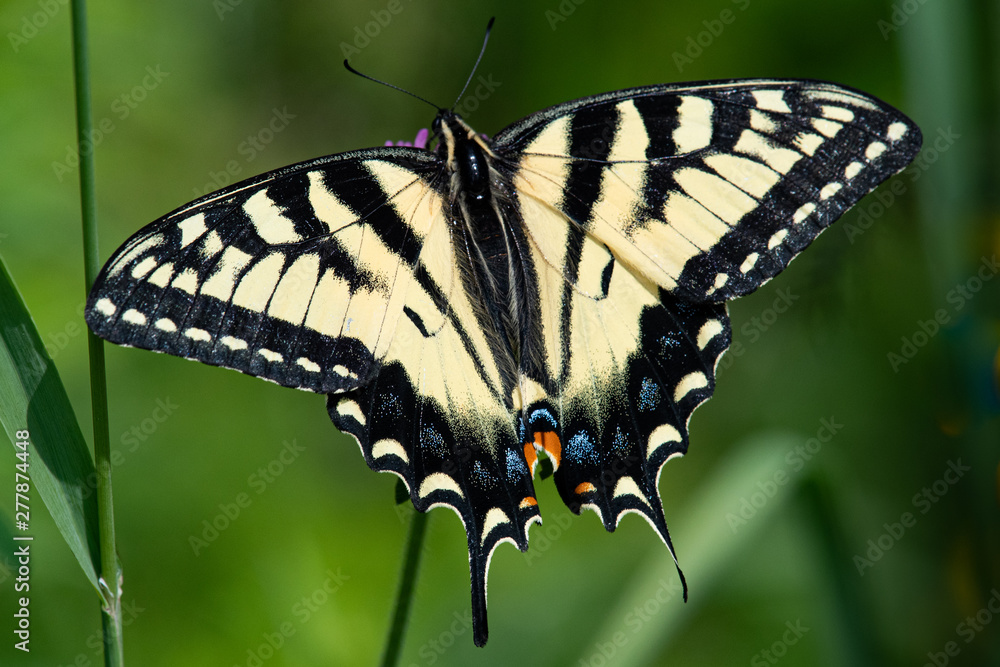 Fototapeta premium Eastern tiger swallowtail butterfly
