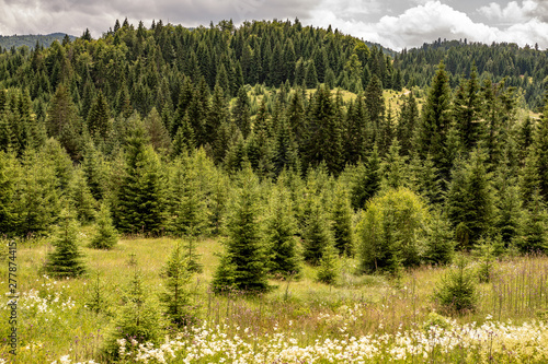 Pine Tree Forest Landscape. Fir Trees on Meadow. © Victority