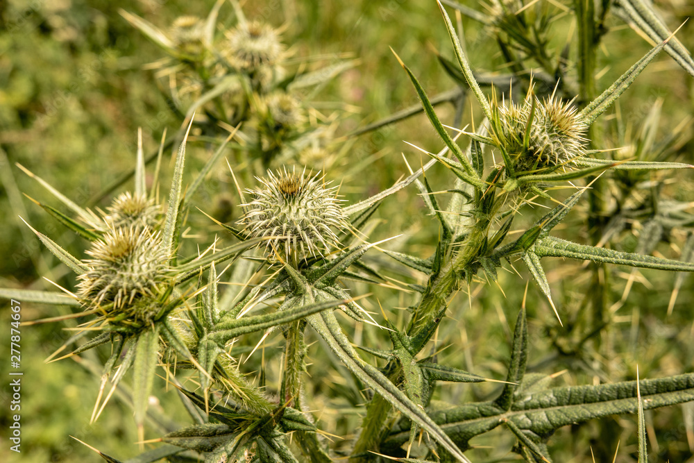 Spiny Wild Flower Wooly Thistle Cirsium Eriophorum Spiny Wild Flower Wooly Thistle Cirsium Eriophorum