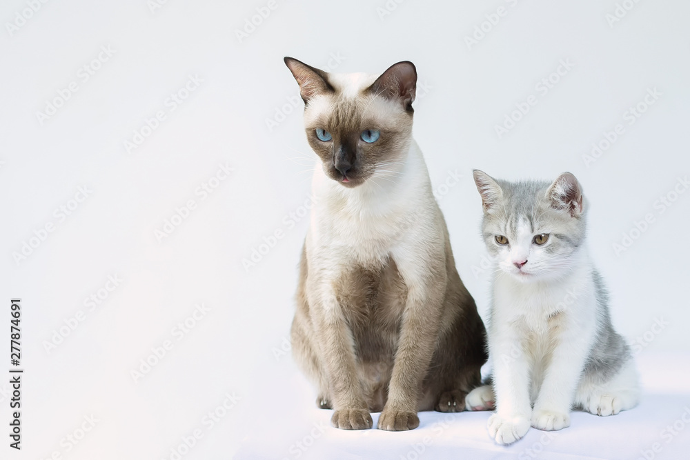 portrair of two kittens are siiting on white background and looking at food.