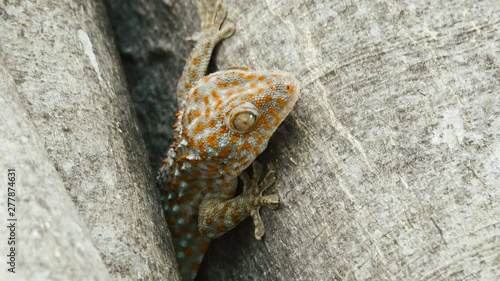 Tokay gecko resting in a tree close up. The tokay gecko (Gekko gecko) is a nocturnal arboreal gecko in the genus Gekko.